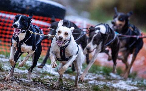 Kerstin Galisch vom Verein HSF Harz auf der Strecke. - Foto: Jens Büttner/dpa