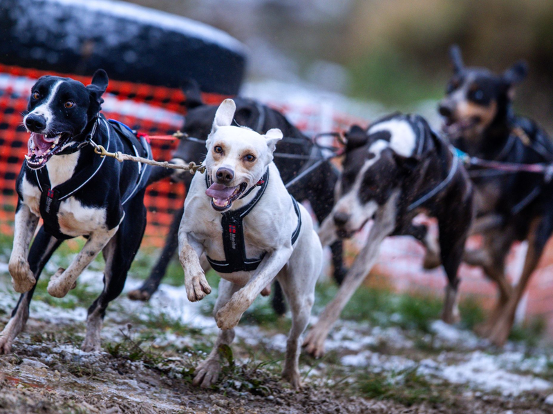 Kerstin Galisch vom Verein HSF Harz auf der Strecke. - Foto: Jens Büttner/dpa