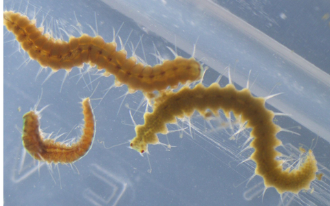 Megasyllis nipponica-Würmer können ihr Hinterteil ablösen. - Foto: Toru Miura/dpa