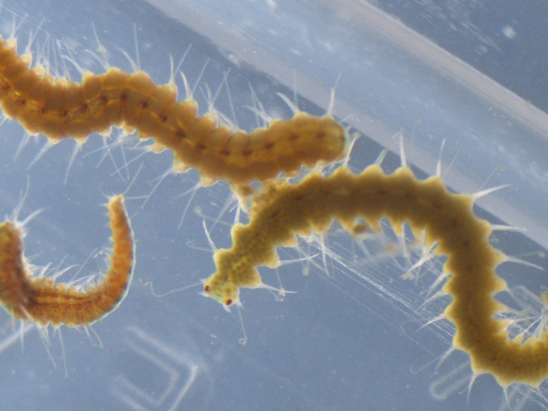 Megasyllis nipponica-Würmer können ihr Hinterteil ablösen. - Foto: Toru Miura/dpa