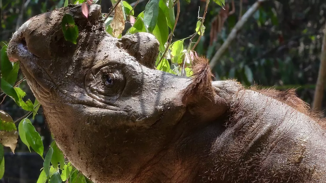 Das Sumatra-Nashorn ist die kleinste der fünf weltweit existierenden Nashorn-Arten. - Bild: Str/epa/dpa