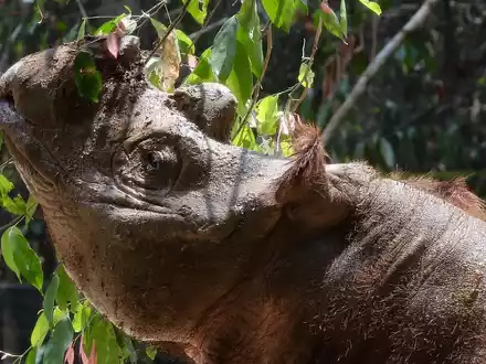 Das Sumatra-Nashorn ist die kleinste der fünf weltweit existierenden Nashorn-Arten. - Foto: Str/epa/dpa