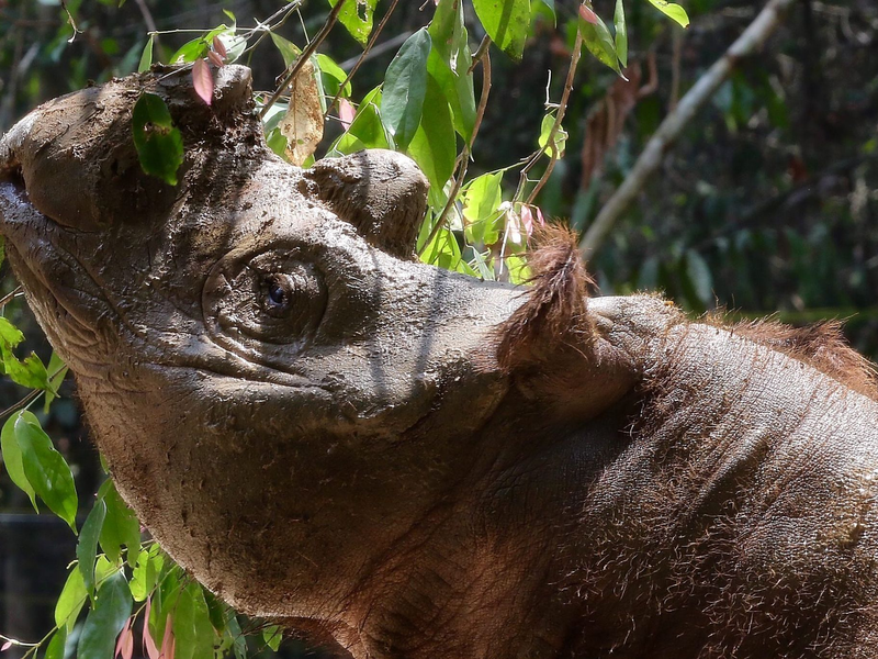 Das Sumatra-Nashorn ist die kleinste der fünf weltweit existierenden Nashorn-Arten. - Foto: Str/epa/dpa
