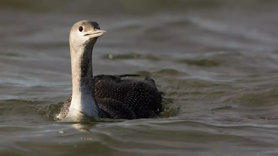 Der Sterntaucher (Gavia stellata) ist vom Naturschutzverein Jordsand zum Seevogel des Jahres 2024 gewählt worden. - Bild: Sven Sturm/Verein Jordsand/dpa
