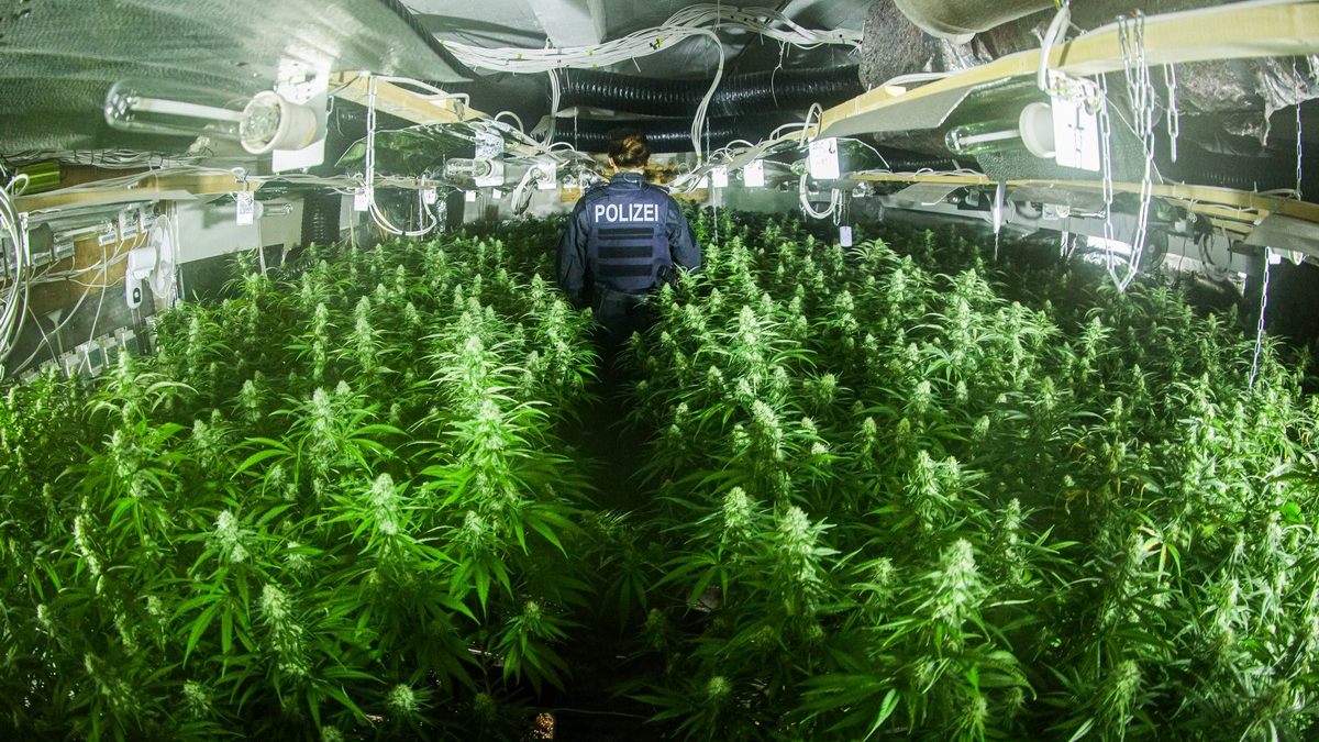 POL-GE: Zufallsfund in Schalke/Knapp 2000 Cannabispflanzen sichergestellt - Foto: presseportal.de
