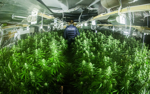 POL-GE: Zufallsfund in Schalke/Knapp 2000 Cannabispflanzen sichergestellt - Foto: presseportal.de