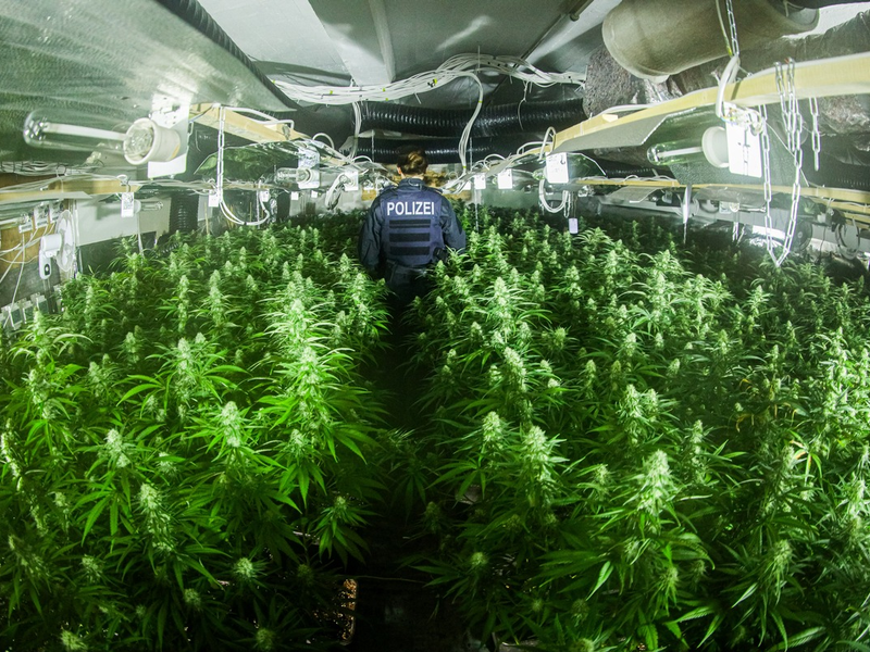 POL-GE: Zufallsfund in Schalke/Knapp 2000 Cannabispflanzen sichergestellt - Foto: presseportal.de