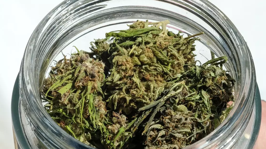 Im Eigenanbau soll die erlaubte Menge von 25 auf 50 Gramm getrocknetes Cannabis verdoppelt werden. - Bild: Jens Kalaene/dpa