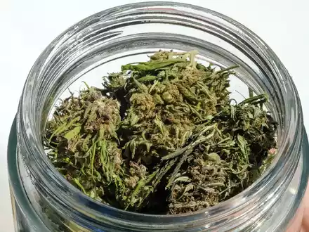 Im Eigenanbau soll die erlaubte Menge von 25 auf 50 Gramm getrocknetes Cannabis verdoppelt werden. - Foto: Jens Kalaene/dpa
