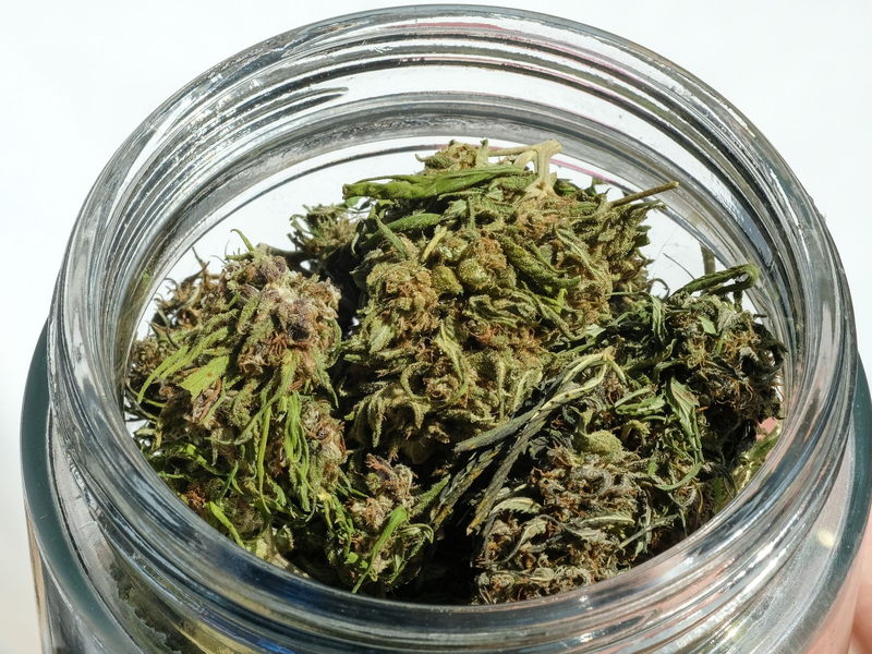 Im Eigenanbau soll die erlaubte Menge von 25 auf 50 Gramm getrocknetes Cannabis verdoppelt werden. - Foto: Jens Kalaene/dpa