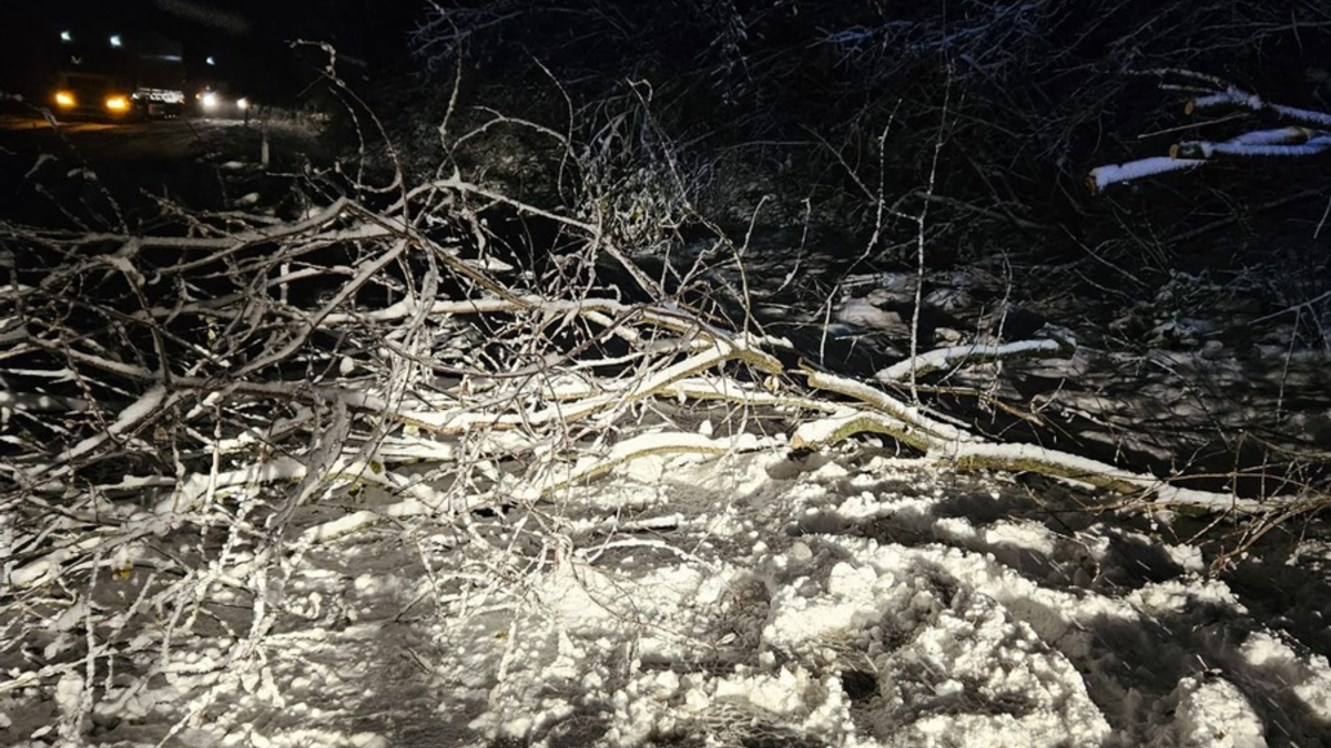 FW-EN: Baum auf Fahrbahn - Foto: presseportal.de