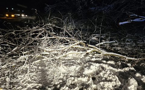 FW-EN: Baum auf Fahrbahn - Foto: presseportal.de