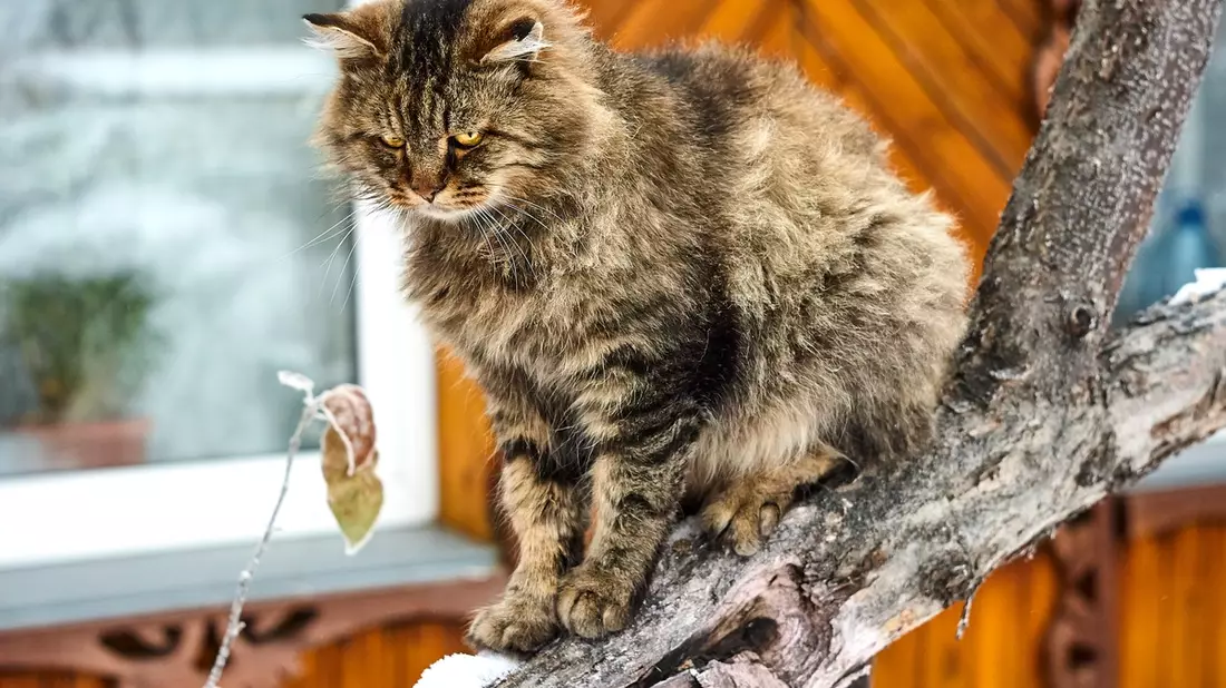 Hungrig und hyperaktiv: Katzen mit Schilddrüsenüberfunktion - Bild: presseportal.de