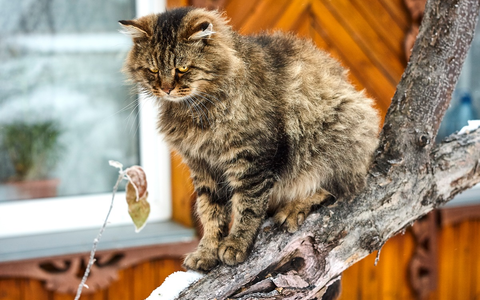 Hungrig und hyperaktiv: Katzen mit Schilddrüsenüberfunktion - Foto: presseportal.de