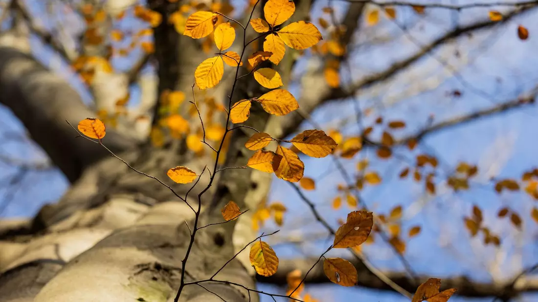Ein Baum mit herbstlichem Laub im Stadtwald von Düsseldorf. - Bild: Rolf Vennenbernd/dpa
