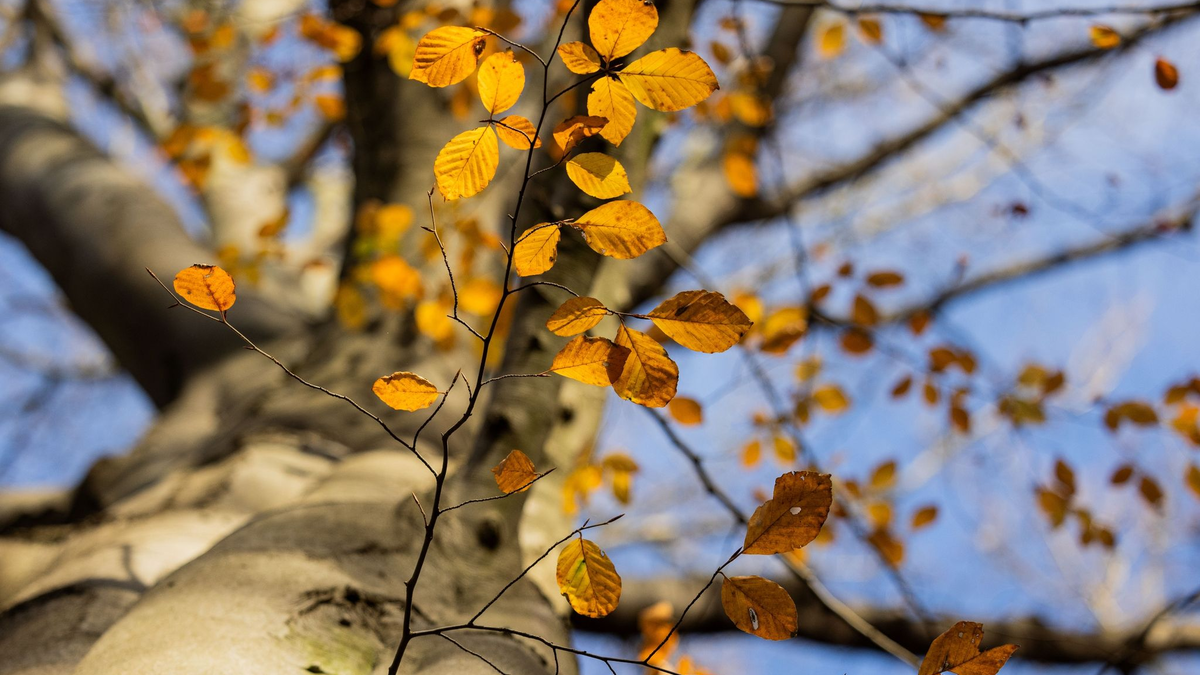 Ein Baum mit herbstlichem Laub im Stadtwald von Düsseldorf. - Foto: Rolf Vennenbernd/dpa