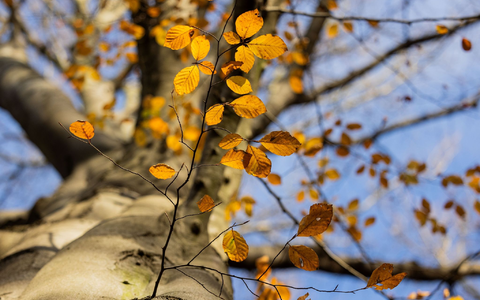 Ein Baum mit herbstlichem Laub im Stadtwald von Düsseldorf. - Foto: Rolf Vennenbernd/dpa
