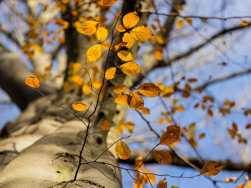Ein Baum mit herbstlichem Laub im Stadtwald von Düsseldorf. - Foto: Rolf Vennenbernd/dpa