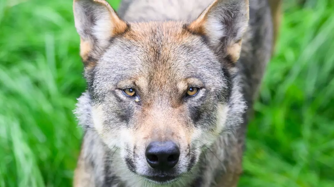 Die Umweltminister von Bund und Ländern hatten sich vor rund drei Wochen darauf verständigt, dass problematische Wölfe, die Schutzzäune überwunden und Nutztiere gerissen haben, in Deutschland künftig deutlich schneller als bisher getötet werden können. - Bild: Julian Stratenschulte/dpa