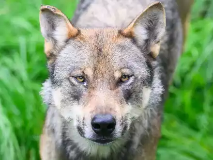Ein Wolf steht im Gehege im Wisentgehege Springe. - Foto: Julian Stratenschulte/dpa