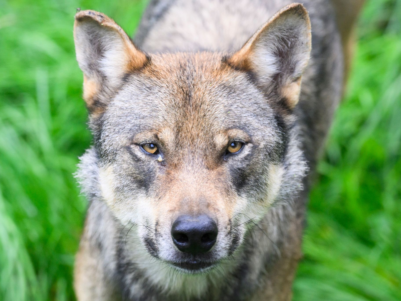 Zum einfacheren Abschuss von Wölfen fordert Bayern von Umweltministerin Lemke eine Absenkung der rechtlichen Hürden und des Schutzstatus. - Foto: Julian Stratenschulte/dpa