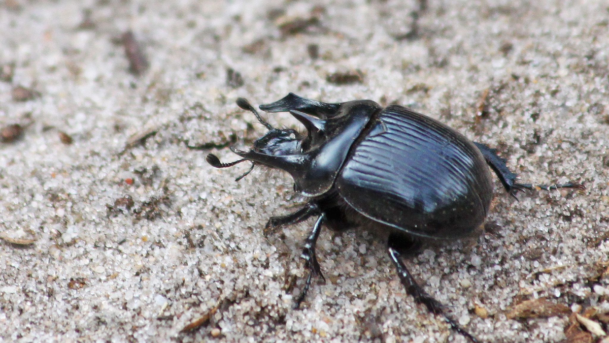 Der Stierkäfer: der Name kommt von drei Hörnern, von denen die beiden äußeren wie beim Stier nach vorne gerichtet sind. - Foto: Patrick Urban/Senckenberg/dpa