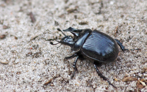 Der Stierkäfer: der Name kommt von drei Hörnern, von denen die beiden äußeren wie beim Stier nach vorne gerichtet sind. - Foto: Patrick Urban/Senckenberg/dpa