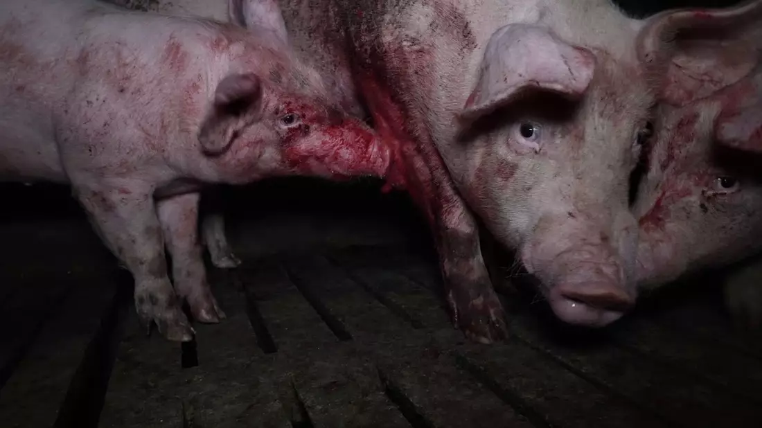 Lidls Schweine-Horror: Kannibalismus, Leid und Verwesung bei spanischem Lidl-Lieferanten - Bild: presseportal.de