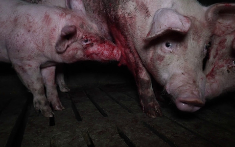 Lidls Schweine-Horror: Kannibalismus, Leid und Verwesung bei spanischem Lidl-Lieferanten - Foto: presseportal.de