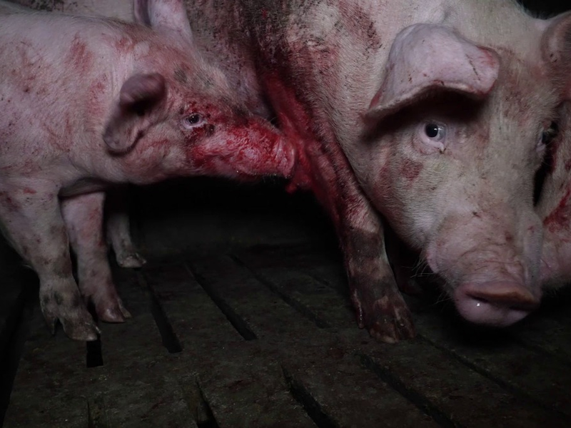 Lidls Schweine-Horror: Kannibalismus, Leid und Verwesung bei spanischem Lidl-Lieferanten - Foto: presseportal.de