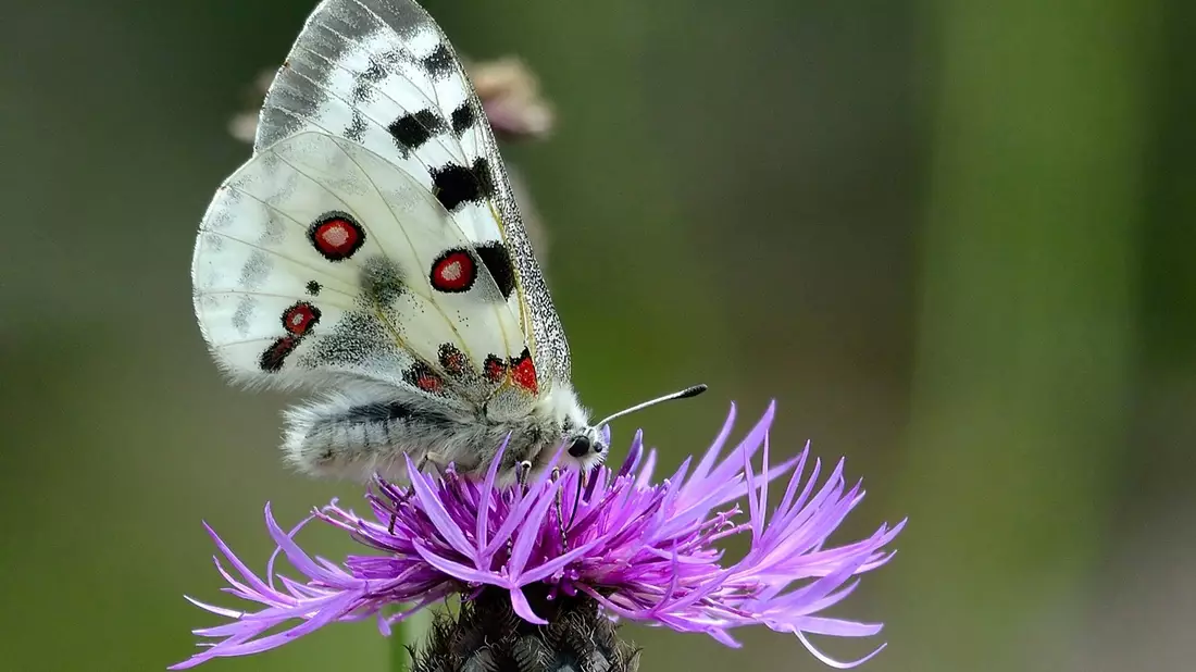 Ein Mosel-Apollofalter (Männchen) auf einer Flockenblume. - Bild: Gerd Heupel/BUND/dpa