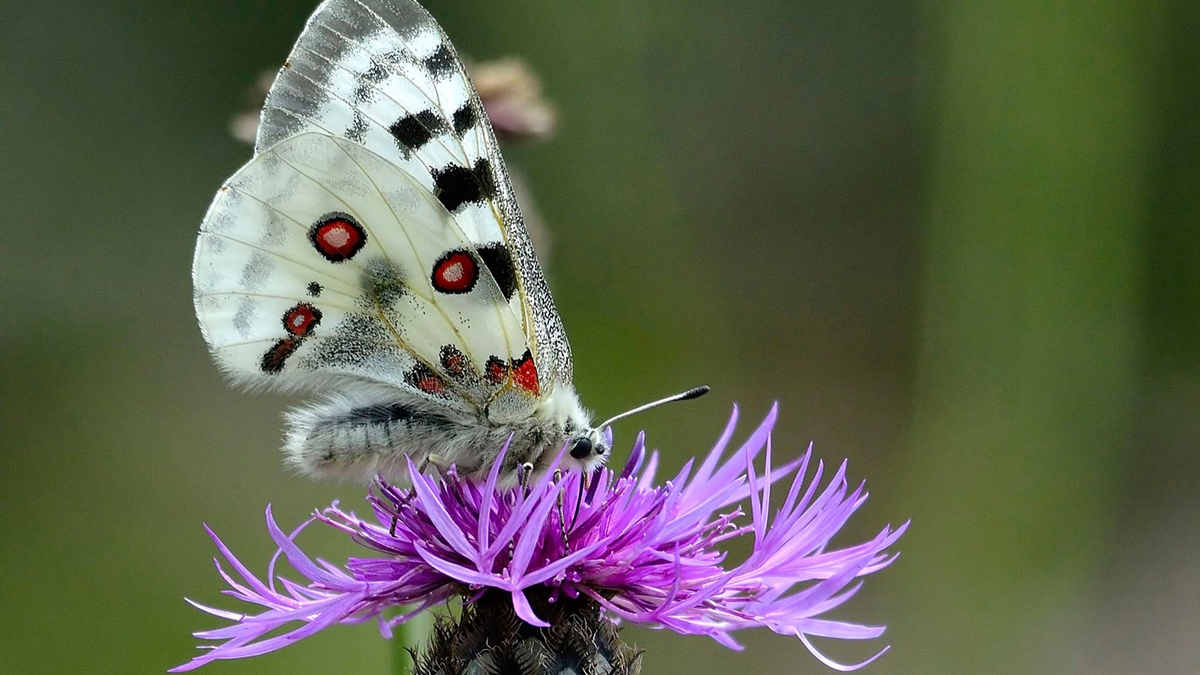 Ein Mosel-Apollofalter (Männchen) auf einer Flockenblume. - Foto: Gerd Heupel/BUND/dpa