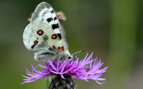 Ein Mosel-Apollofalter (Männchen) auf einer Flockenblume. - Foto: Gerd Heupel/BUND/dpa