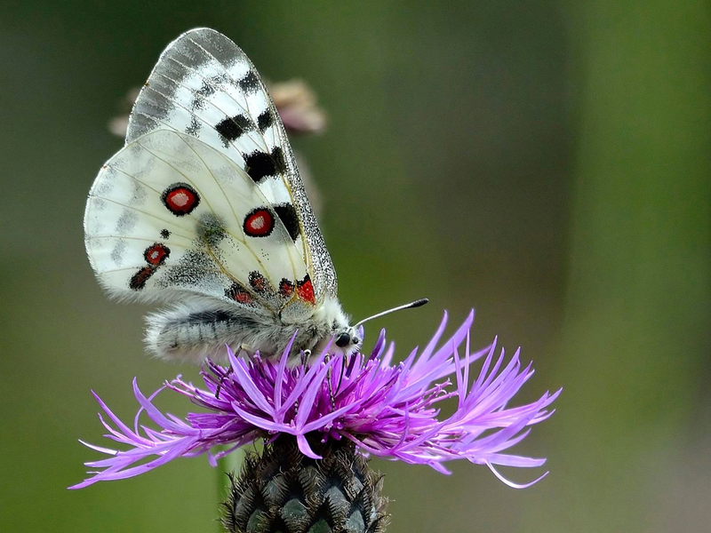 Ein Mosel-Apollofalter (Männchen) auf einer Flockenblume. - Foto: Gerd Heupel/BUND/dpa