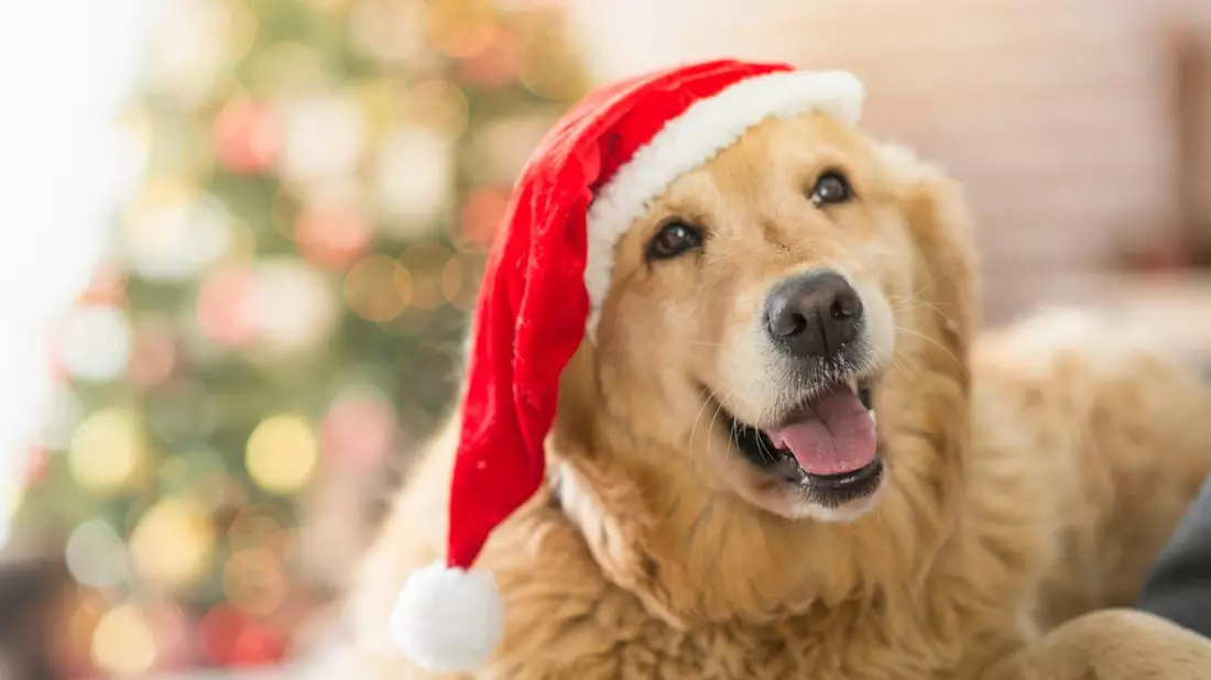Weihnachtliche Geschenketipps für Hunde - Bild: presseportal.de