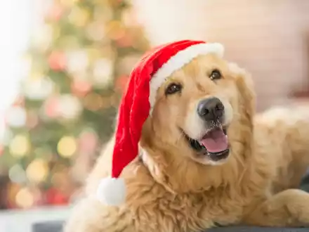 Weihnachtliche Geschenketipps für Hunde - Foto: presseportal.de