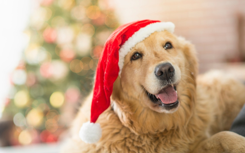 Weihnachtliche Geschenketipps für Hunde - Foto: presseportal.de