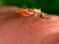 Anopheles-Mücken übertragen Malaria-Erreger. - Foto: James Gathany/CDC/AP/dpa
