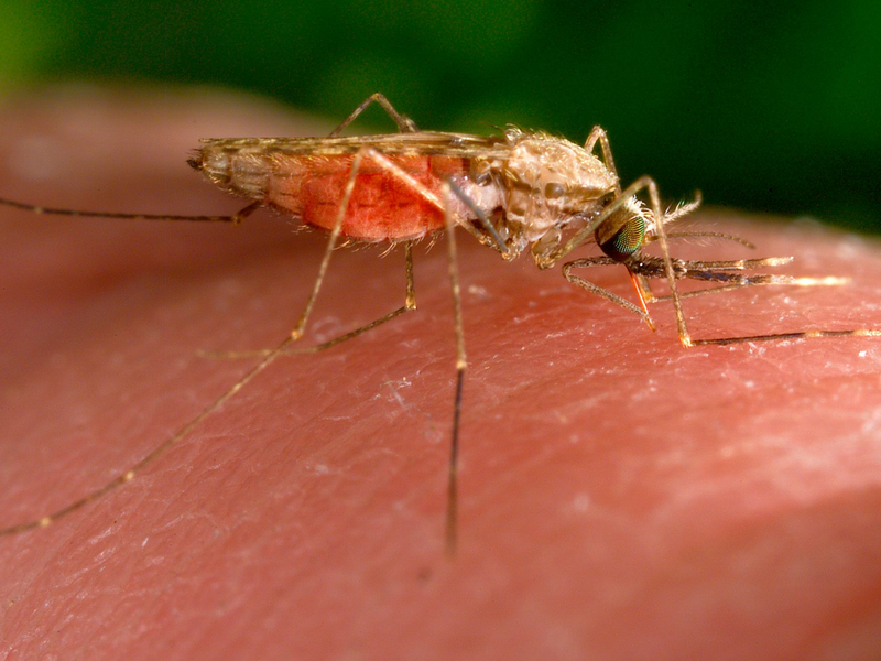 Anopheles-Mücken übertragen Malaria-Erreger. - Foto: James Gathany/CDC/AP/dpa