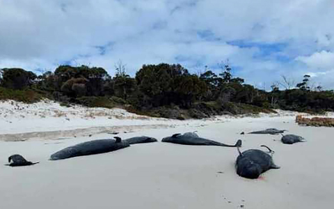 An einem Strand in Tasmanien wurden mehr als 30 tote Grindwale entdeckt. - Foto: -/Department of Natural Resources and Environment Tasmania via AAP/dpa