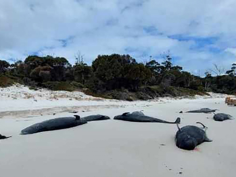 An einem Strand in Tasmanien wurden mehr als 30 tote Grindwale entdeckt. - Foto: -/Department of Natural Resources and Environment Tasmania via AAP/dpa