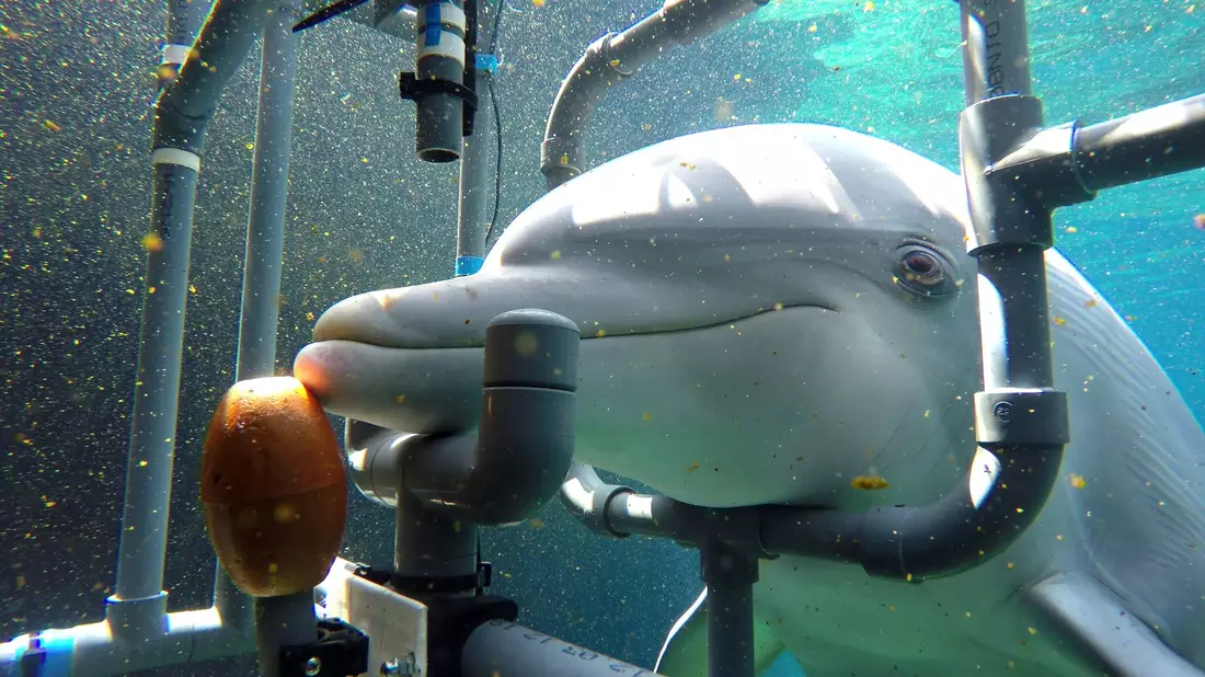Der untersuchte Delphin Donna während des Trainings. Die Delfine können elektrische Gleichstromfelder wahrnehmen und entsprechend reagieren. - Bild: Tim Hüttner/dpa