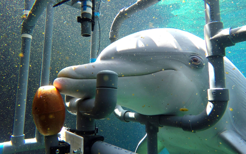 Der untersuchte Delphin Donna während des Trainings. Die Delfine können elektrische Gleichstromfelder wahrnehmen und entsprechend reagieren. - Foto: Tim Hüttner/dpa