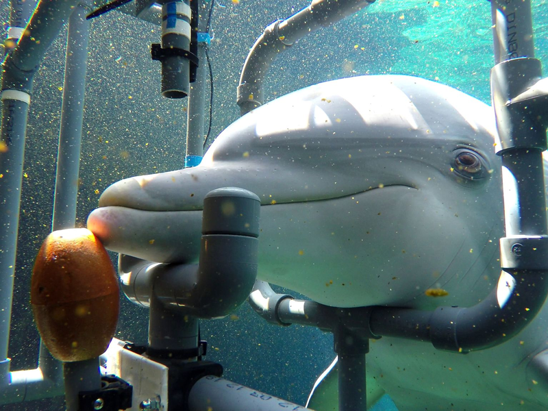 Der untersuchte Delphin Donna während des Trainings. Die Delfine können elektrische Gleichstromfelder wahrnehmen und entsprechend reagieren. - Foto: Tim Hüttner/dpa