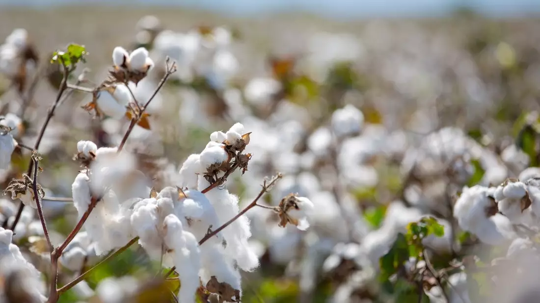 Die EUCOTTON-Initiative: So setzt der europäische Baumwollsektor die Weichen in Richtung Rückverfolgbarkeit in der Mode - Bild: presseportal.de