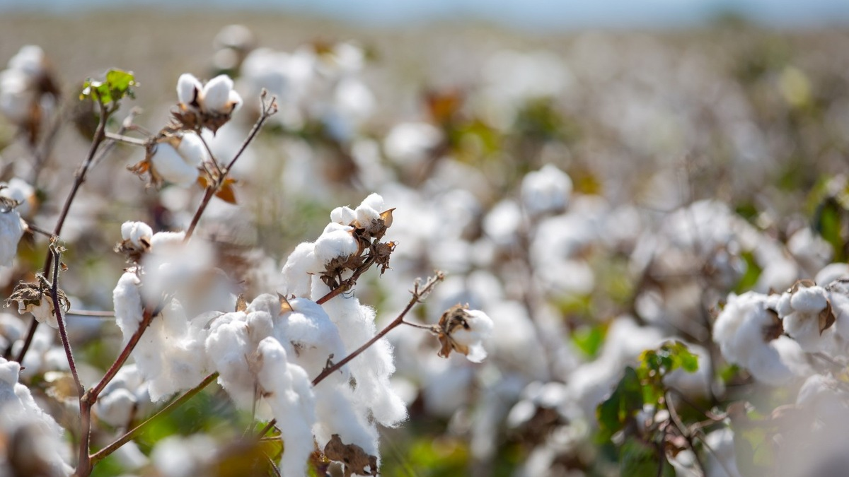 Die EUCOTTON-Initiative: So setzt der europäische Baumwollsektor die Weichen in Richtung Rückverfolgbarkeit in der Mode - Foto: presseportal.de
