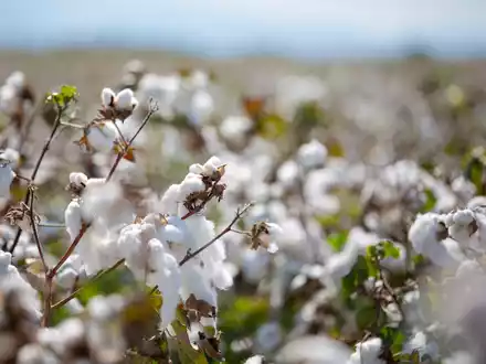In drei Jahren wurden fast 200 Millionen Europäerinnen und Europäer erreicht: Der Erfolg der EUCOTTON-Kampagne hat den europäischen Baumwollsektor wieder in den Blickpunkt der Öffentlichkeit gerückt - Foto: presseportal.de