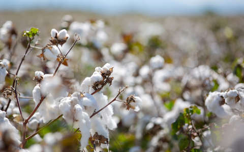 In drei Jahren wurden fast 200 Millionen Europäerinnen und Europäer erreicht: Der Erfolg der EUCOTTON-Kampagne hat den europäischen Baumwollsektor wieder in den Blickpunkt der Öffentlichkeit gerückt - Foto: presseportal.de