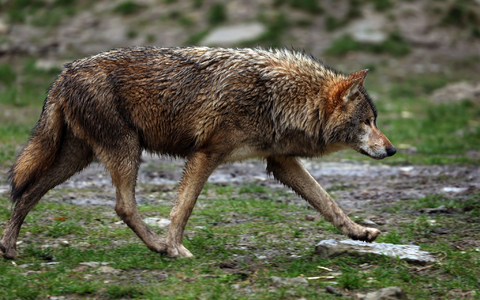 Die Umweltminister haben sich bei ihrer Konferenz geeinigt, wie der Schnellabschuss von Wölfen reguliert werden soll. - Foto: Karl-Josef Hildenbrand/dpa