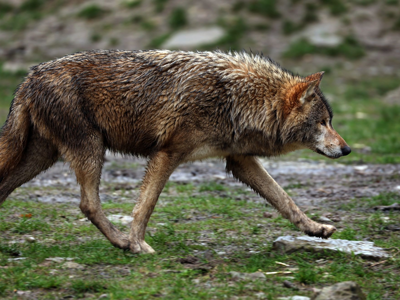 Die Umweltminister haben sich bei ihrer Konferenz geeinigt, wie der Schnellabschuss von Wölfen reguliert werden soll. - Foto: Karl-Josef Hildenbrand/dpa
